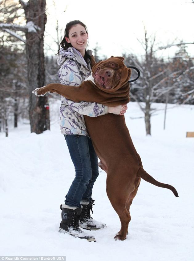 世界最大の番犬