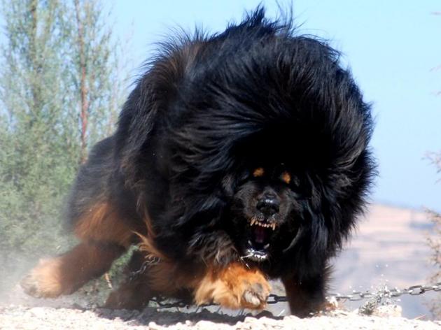 世界最大の番犬
