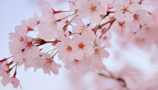 「ソメイヨシノの起源は済州島の王桜ニダ！」韓国が今年も桜の起源を主張　春ですなあ(￣∇￣=