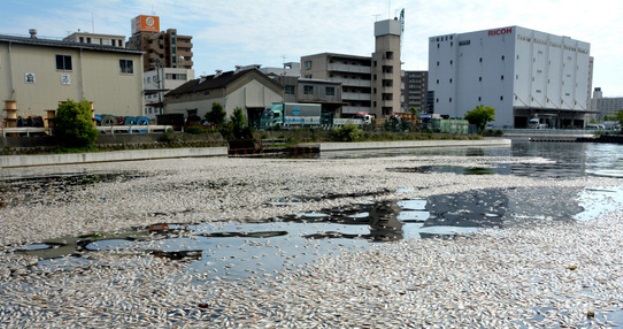 【画像あり】名古屋の川がヤバい 汚すぎて10万匹の魚が大量死
