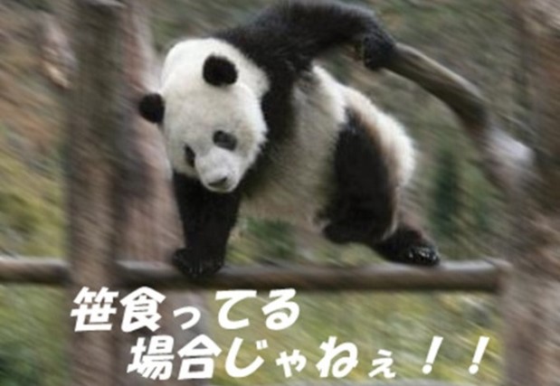 【衝撃】パンダ、本当に笹食ってる場合じゃなかった